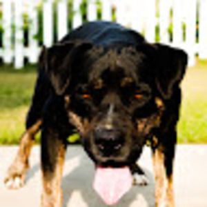 Meet your Posher, Deanne paola